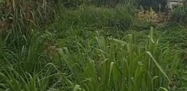 Affordable Half Plot of Land