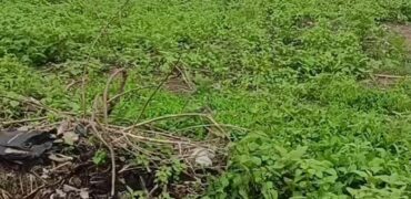 Half Plot Of Land with Registered Survey