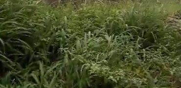 Massive Quarter Plot Of Land with C of O